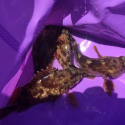 ガシラ大漁穴釣り